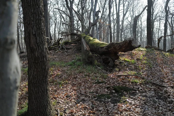 숲에서 떨어진 떨어진 — 스톡 사진