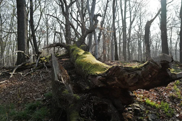 Krásný Záběr Starého Stromu Lese — Stock fotografie