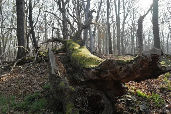 Alter Moosiger Umgestürzter Baum Wald Hintergrund Natur — Stockfoto