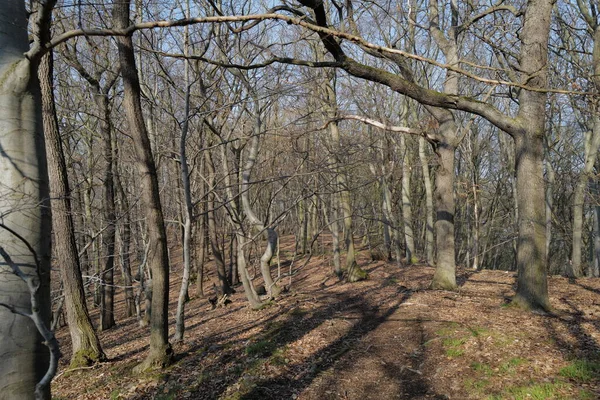 Plan Vertical Sentier Travers Une Forêt — Photo