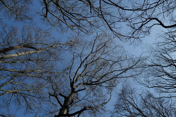 Красивий Вид Голі Дерева Блакитне Небо — стокове фото