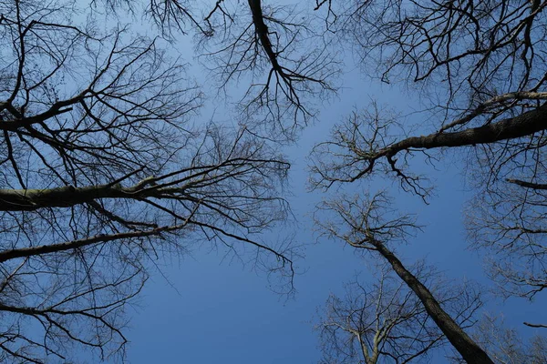 Красивий Вид Голі Дерева Блакитне Небо — стокове фото