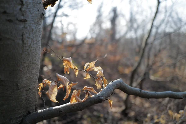 森林里干枯的树叶 自然背景 — 图库照片