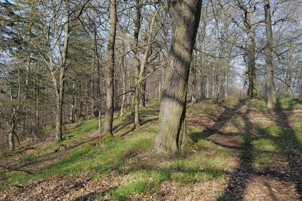 Vacker Skog Den Soliga Dagen Naturlig Bakgrund Högkvalitativt Foto — Stockfoto