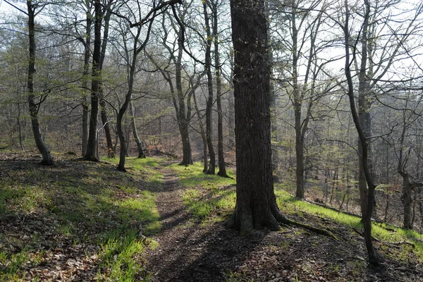 Ormanda ağaçların güzel bir atış