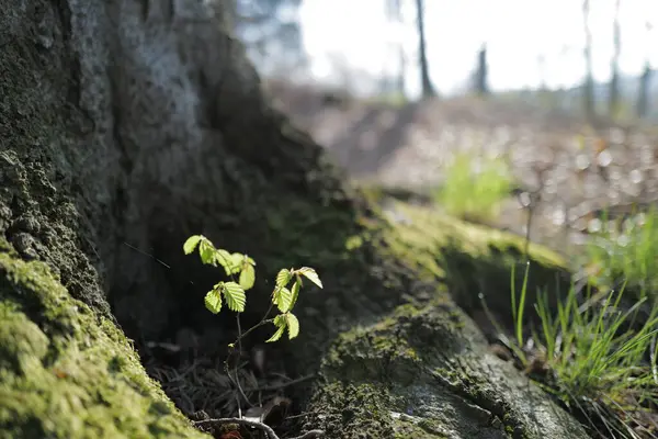 森の木の上にいる若いモス 自然の背景 — ストック写真