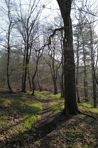 Ormanın Güzel Manzarası Doğa Arkaplanı — Stok fotoğraf