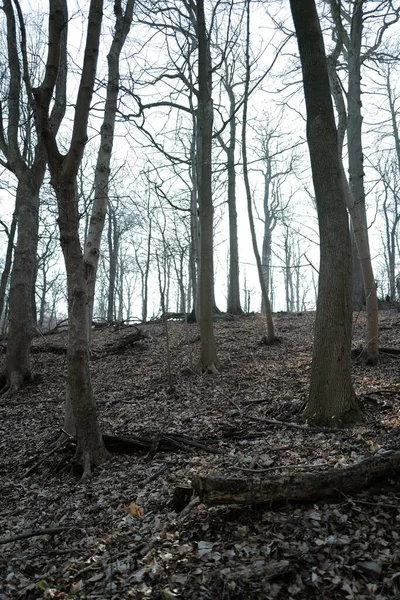 Ormandaki Güzel Ağaçlar Doğa Arkaplanı — Stok fotoğraf
