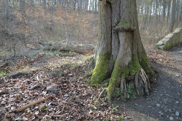 Старый Ствол Дерева Лесу — стоковое фото