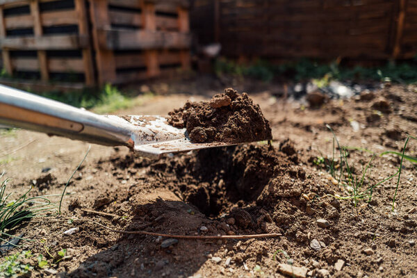 человек копает лопатой в саду. 