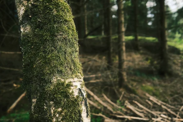 Старе Моховинне Дерево Лісі Фон Природи — стокове фото