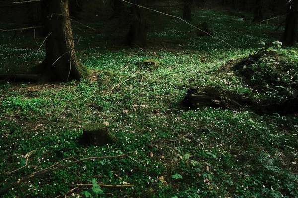 Темный Лес Мхом Зеленой Травой — стоковое фото