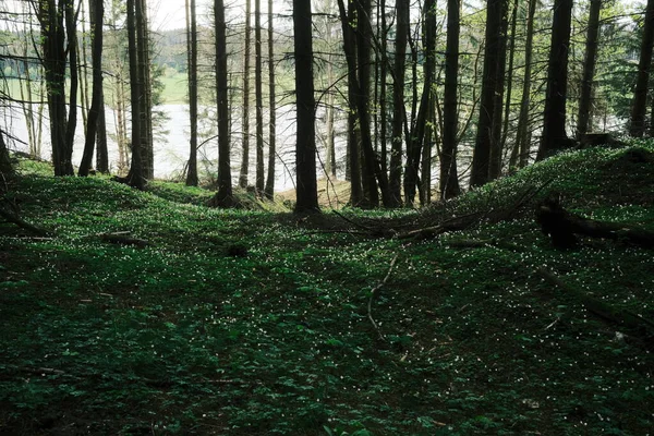 Belle Forêt Avec Des Arbres Contexte Naturel — Photo