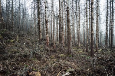 Ormanın güzel manzarası. doğa arkaplanı