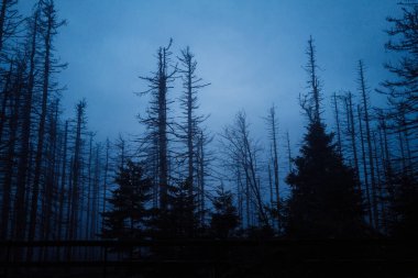 Kasvetli gökyüzü olan bir çam ormanının güzel bir görüntüsü.