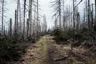 Kışın başında karanlık bir orman. Doğa arkaplanı