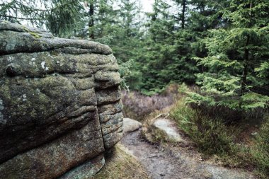 Ormandaki dağın büyük taşı.