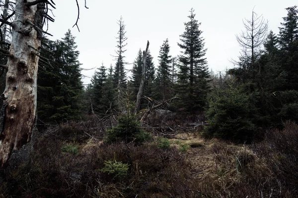 Vackra Träd Skogen Naturbakgrund — Stockfoto