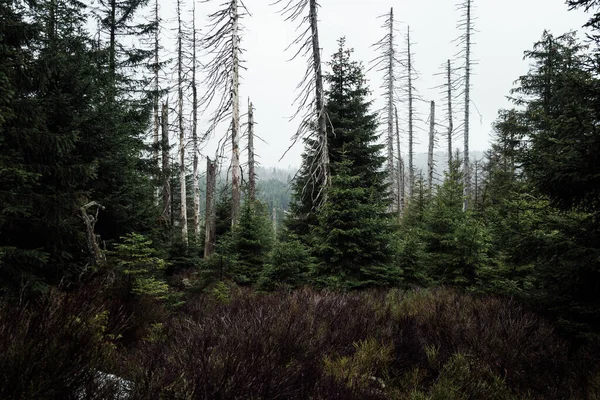 Dennenbomen Een Bos Prachtige Natuur Achtergrond — Stockfoto