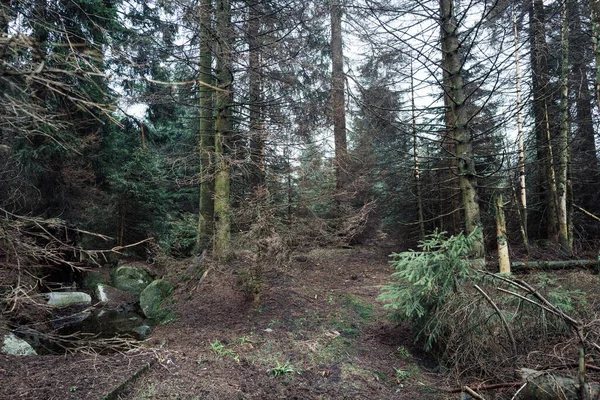Téli Erdő Egy Hegyen Természetvédelmi Háttér — Stock Fotó