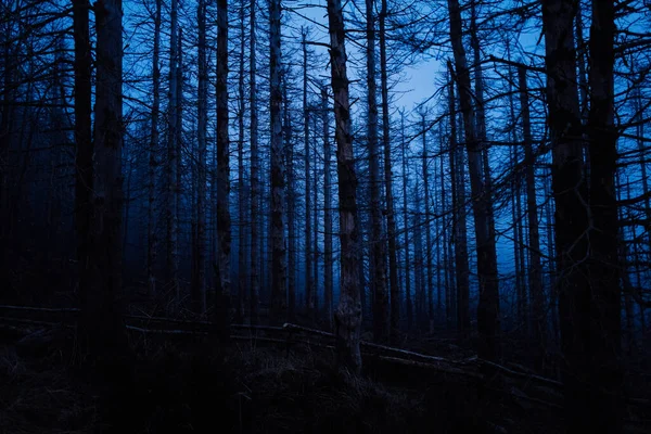 Forêt Sombre Avec Des Arbres Des Branches Contexte Naturel — Photo