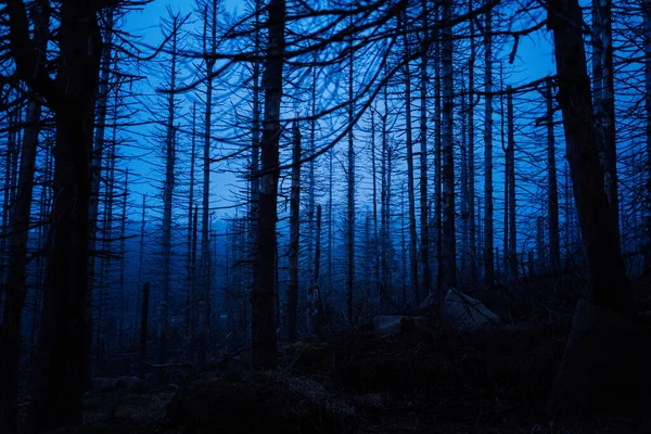 Vue Nocturne Forêt Avec Des Arbres Des Branches — Photo