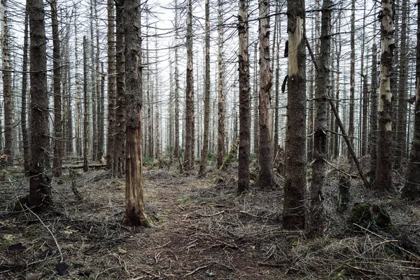 Красивий Знімок Соснового Лісу Доріжкою Через Дерева — стокове фото