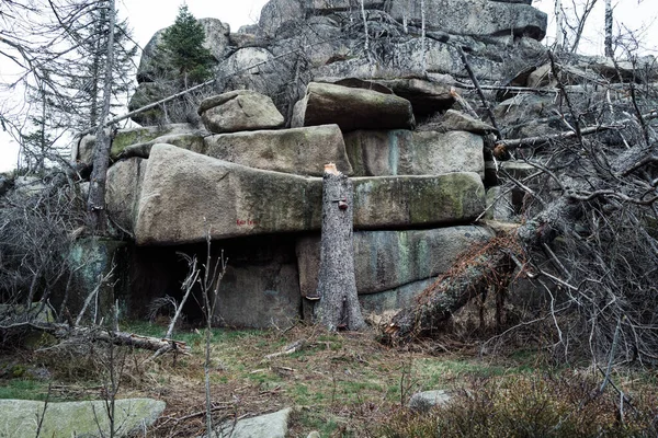 Antigua Formación Piedra Bosque —  Fotos de Stock
