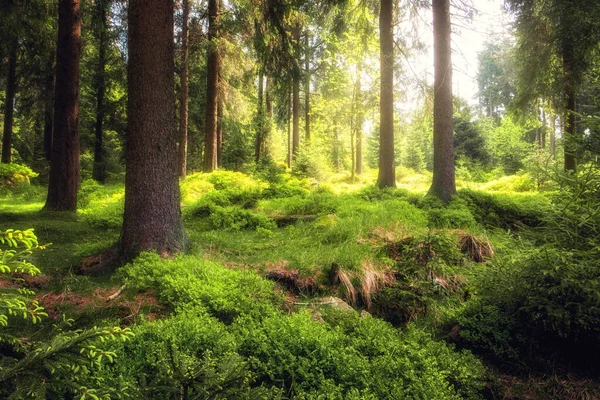 Zielone Drzewa Mchem Letnim Lesie — Zdjęcie stockowe