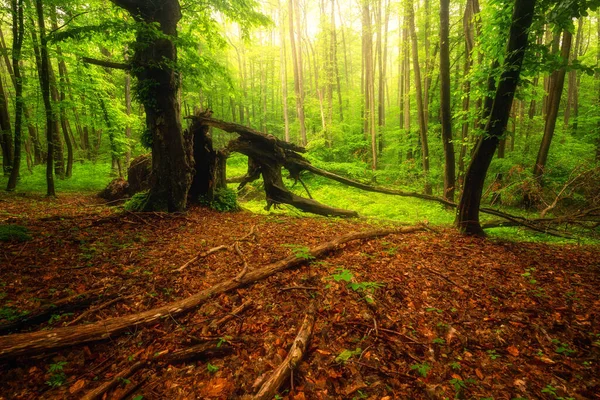 Autunno Foresta Mattino Natura Sfondo — Foto Stock