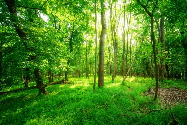 夏の緑の森に 自然の背景 — ストック写真