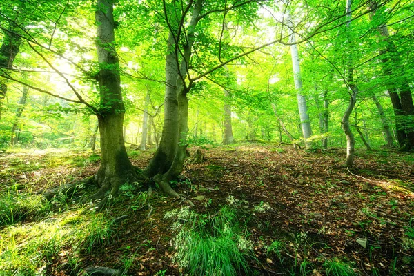 Красивый Зеленый Лес Утром Природа — стоковое фото