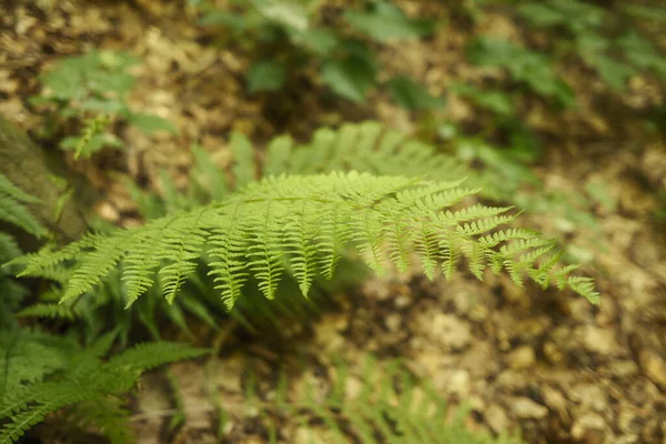 Fern Forest Flora Foliage — ஸ்டாக் புகைப்படம்