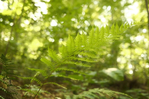 Foglie Verdi Una Felce Nella Foresta — Foto Stock