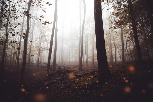 Bellissimo Paesaggio Con Foresta Nebbiosa Sfondo Della Natura — Foto Stock