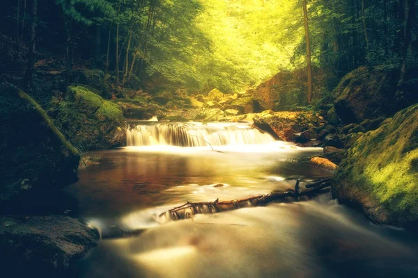 森の中の美しい川 自然の背景 — ストック写真