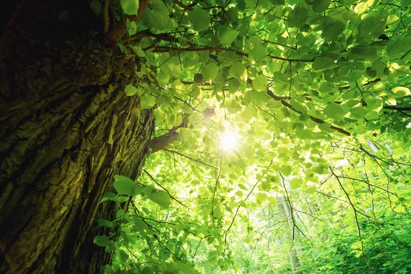 Zöld Levelek Napfény Egy Fán — Stock Fotó