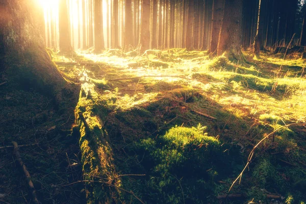 Mysterieuze Bos Herfst Natuur Achtergrond — Stockfoto