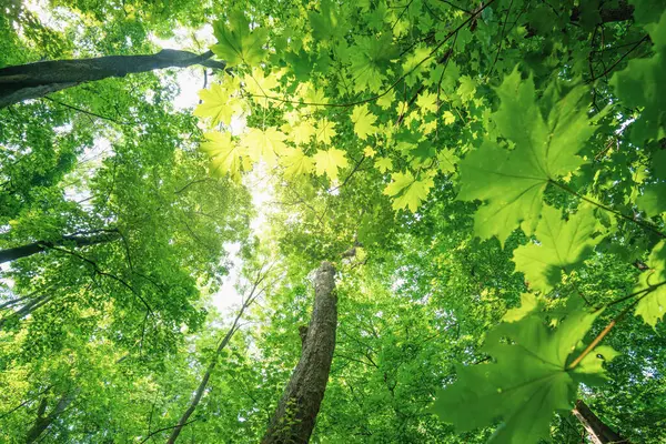 Hermosos Árboles Verdes Bosque Con Luz Del Sol — Foto de Stock
