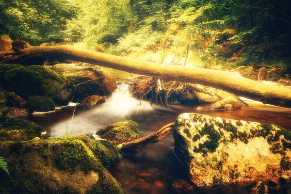 Beau Ruisseau Rapide Dans Forêt Nature Arrière Plan — Photo