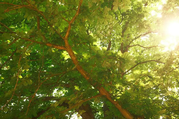 Zielone Liście Lesie Tło Natury — Zdjęcie stockowe