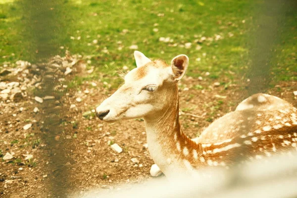 Jeune Cerf Dans Zoo Vue Rapprochée — Photo