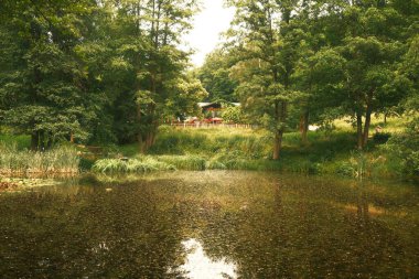 Parktaki güzel gölet ve ağaçlar. Doğa arkaplanı