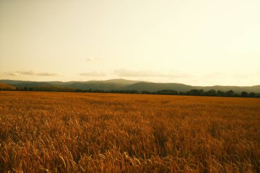 Gün batımında buğday tarlası. güzel kırsal alan 