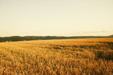 Gün batımında buğday tarlası. güzel kırsal alan 