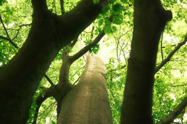 Sabah çok güzel bir orman. Doğa arkaplanı