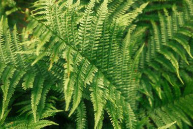 Ormanda yetişen yeşil eğrelti otu 