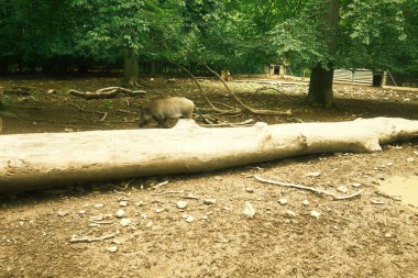 Hayvanat bahçesindeki domuz. Hayvan ağaç gövdesinin yanında duruyor.