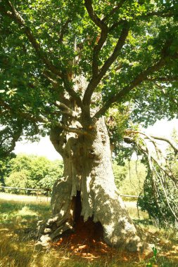 Parktaki büyük ağaç. Güzel doğa.