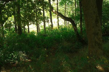 Ormanda güzel yeşil yapraklar. Doğa arkaplanı